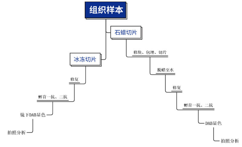 免疫组化技术平台主要步骤.jpg 免疫组化技术平台主要步骤.jpg